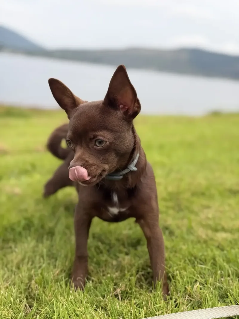 Finn outdoors. Experiences should be introduced at each puppy’s own pace.