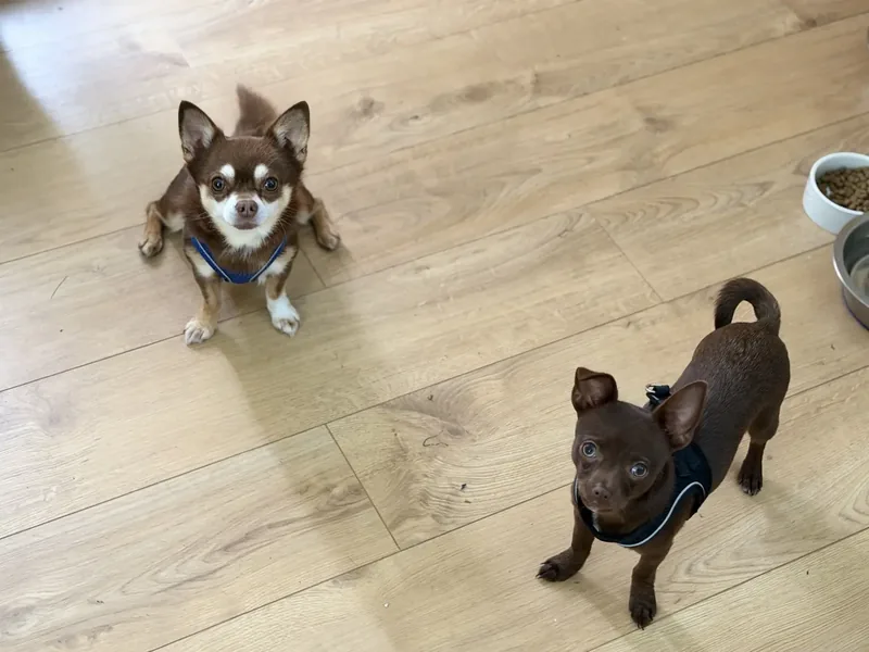 Odie and Finn, two Chihuahuas, looking up at home