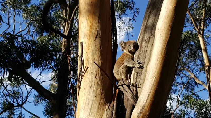 A koala clinging to a eucalyptus trunk in Victoria, Australia.