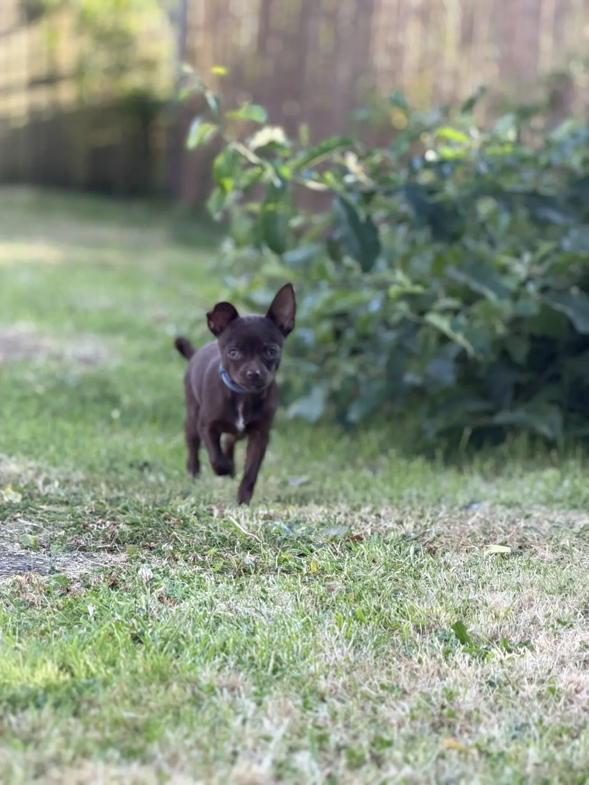 Finn, the Head and Paws junior explorer, running through grass