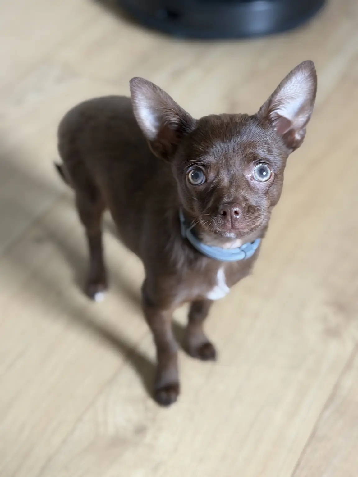Finn as a young brown Chihuahua puppy