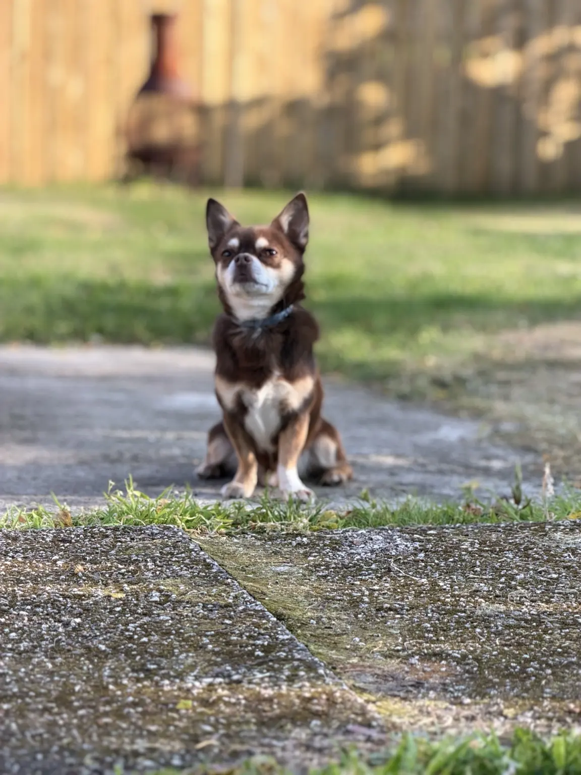 Odie, Head and Paws Chief Woofer, sitting outdoors