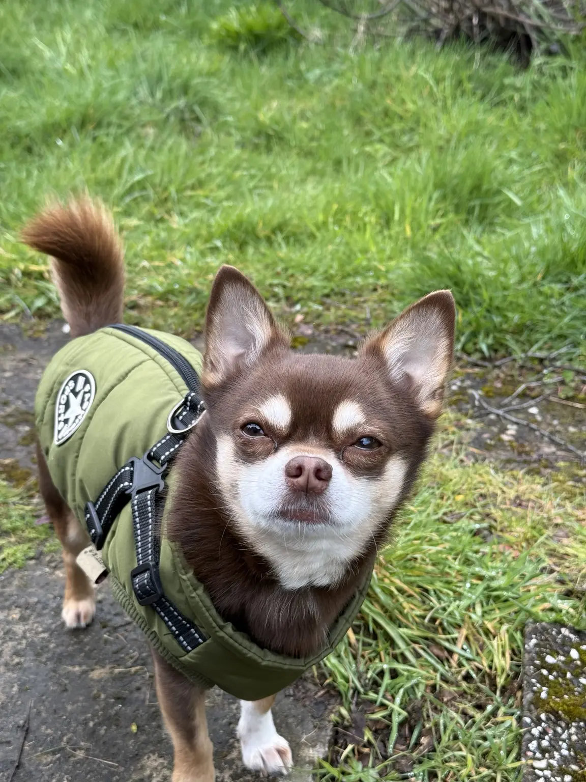 Odie wearing his walking coat outdoors
